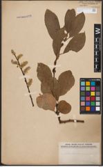 Foto von Salix caprea L.